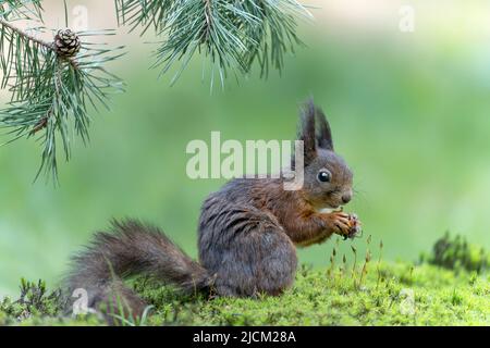 Beautiful juvenile baby red squirrel (Sciurus vulgaris) eating a big nut in the forest of Noord Brabant in the Netherlands. Stock Photo