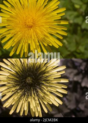 Comparison of possible bee insect vision in different parts visible spectrum & outlining 365nm UV signatures 2 guide insects Dandelion T officinale Stock Photo