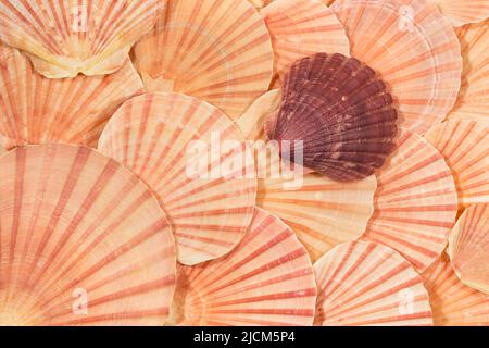 A still life pattern of scallop shells. These species came from beaches in New Zealand Stock Photo