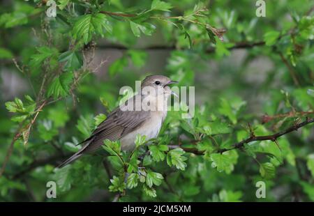 Garden warbler, Sylvia borin singing in leaf busch Stock Photo