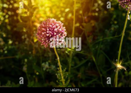 sunbeams on round for and pollinating bee Stock Photo