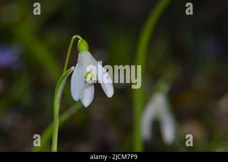 Galanthus nivales in early Carpathian Spring Stock Photo