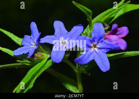 The beauty of Lithospermum in springtime Stock Photo