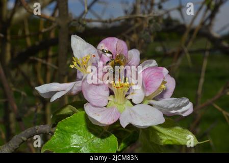 Bee pollinating apple blossom Stock Photo