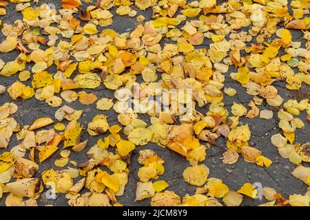 Yellow autumn leaves lie on the pavement. Autumn background. Stock Photo