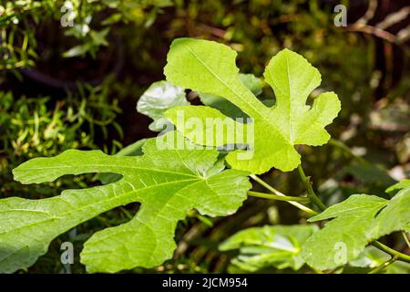 Bright green Ficus Сarica leaves in the garden in spring. Stock Photo
