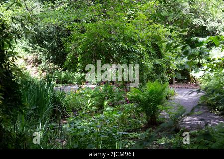 The woodland glade at Durham University Botanic Garden, England UK Stock Photo