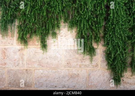Background with green plant branches hanging on the ancient wall Stock Photo