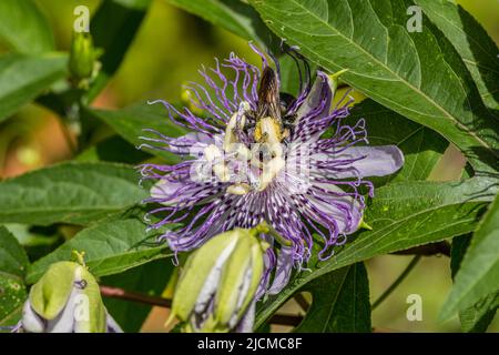 A bee in the fully opened purple passion flower covered and collecting pollen from the inside of the middle of the flower on a bright sunny day in sum Stock Photo