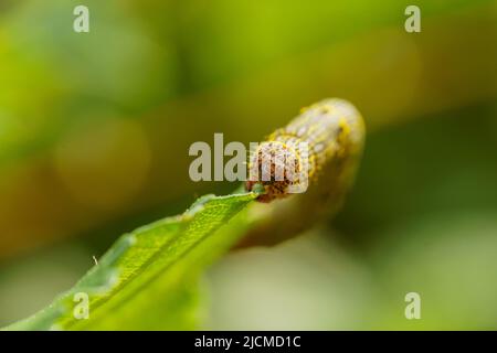 Especially Insect Worn The fall armyworm is an insect that can cause significant damage to ...