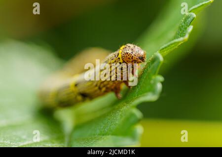 Especially Insect Worn The fall armyworm is an insect that can cause significant damage to ...