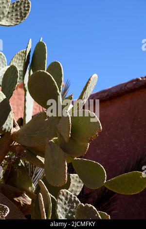 Opuntia, commonly called prickly pear or pear cactus, is a genus of flowering plants in the cactus family Cactaceae Stock Photo