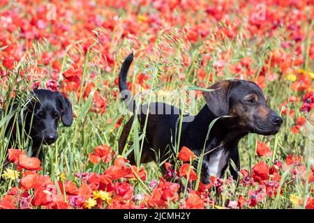 West Pentire Head,UK,14th June 2022,Two dogs pose in the Poppy Fields on West Pentire Head, Cornwall, on a glorious sunny day. The temperature was 17C with much hotter weather forecast to hit the UK later this week.Credit: Keith Larby/Alamy Live News Stock Photo