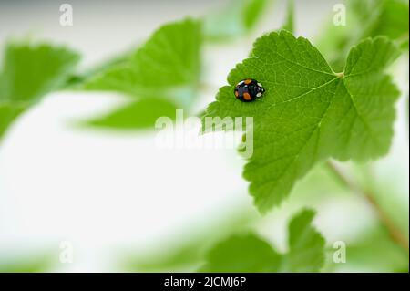 two-spotted black ladybug Stock Photo