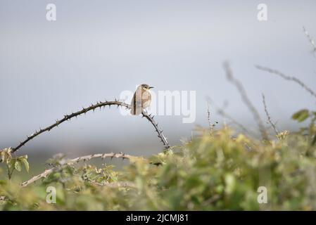 Winter Wren (Troglodytes troglodytes) Perched in Right-Profile on a Thorny, Arched Bramble Branch Against a Blue Sky Background in the Isle of Man Stock Photo