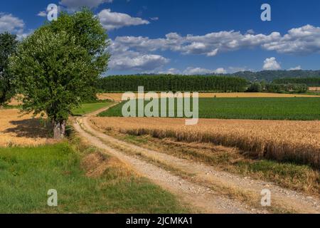 Country road between wheat and corn fields with poplar trees, countryside landscape in province of Cuneo, Italy on blue summer sky with clouds Stock Photo