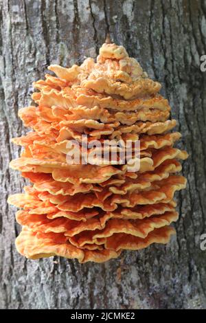 Chaga orange mushroom parasite on a decaying old  tree trunk close up Stock Photo