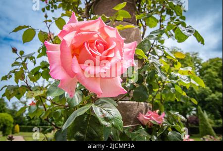 Beautiful romantic pink rose in the garden. Stock Photo