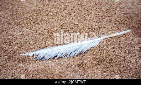 A white birds feather laying on the brown ground Stock Photo