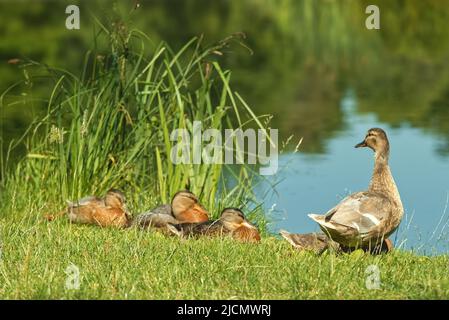 Female duck with little ducklings sitting in the grass on the shore of a pond. Selective focus, no people. Stock Photo