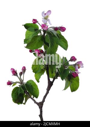 Blooming apple branch with buds isolated on white background Stock Photo