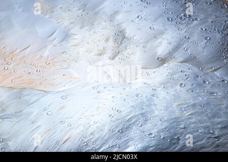 Abstract background of close-up macro shot of swan feathers with water droplets Stock Photo