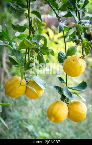 Ripe lemons hanging on a lemon tree Stock Photo