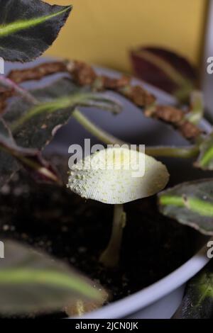A Leucocoprinus birnbaumii mushroom in the soil of a houseplant. Stock Photo