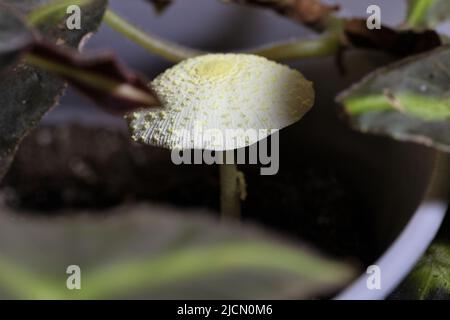 A Leucocoprinus birnbaumii mushroom in the soil of a houseplant. Stock Photo