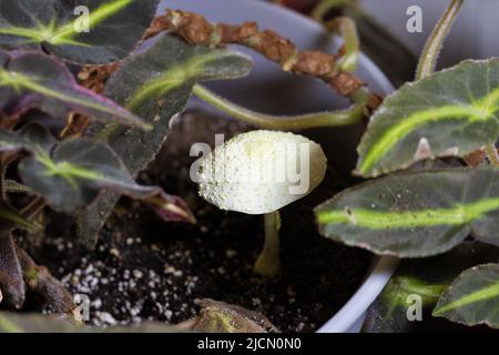 A Leucocoprinus birnbaumii mushroom in the soil of a houseplant. Stock Photo