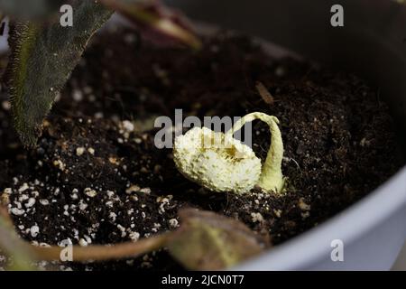 A dying Leucocoprinus birnbaumii mushroom in the soil of a houseplant. Stock Photo