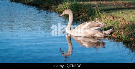 Brown mute swan on the lake, reflecting in the water. Stock Photo