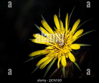 Meadow Salsify Tragopogon pratensis. The flower of yellow salsify. Tragopogon dubius. Blurred dark background, shallow depth of field, nobody, selecti Stock Photo