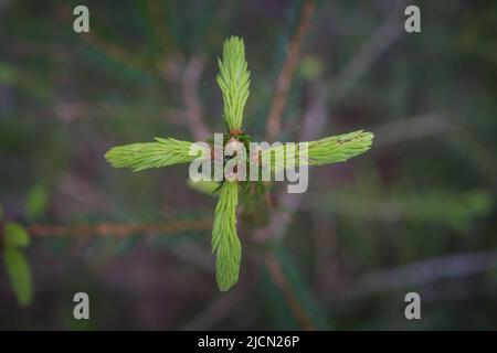 blooming fir branch. Fir branches with fresh shoots in spring. Young growing fir tree sprouts on branch in spring forest. Spruce branches on a green Stock Photo