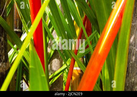 abstract of the red and green lipstick palm with grey wood behind in Malaysia Stock Photo