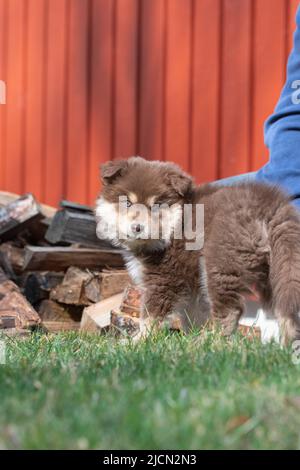 Portrait of a Finnish Lapphund dog and puppy outdoors Stock Photo