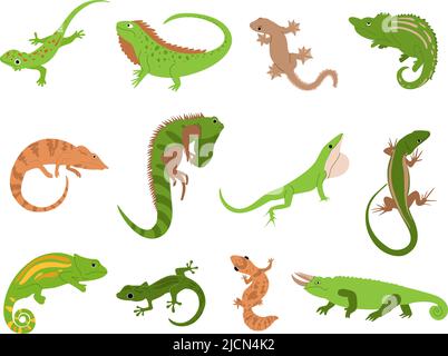 Lizard pet. Tropical reptile animals gecko, chameleon and iguana. Newt and salamander, cute colorful lizards isolated vector illustration set Stock Vector