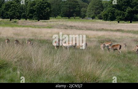 Richmond park deers in west London,UK Stock Photo