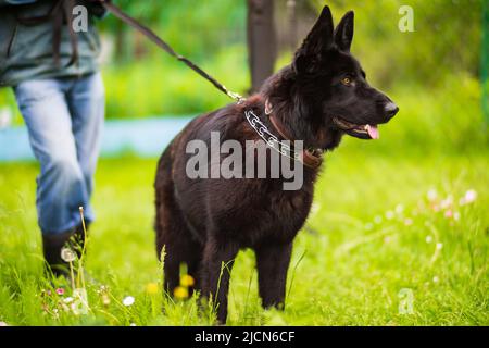 A beautiful black dog of breed the German Shepherd next to the owner on a leash. Man's best friend, human and dog. Stock Photo