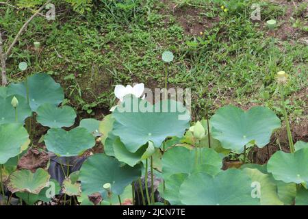 leaves and riverside bank covered with Indian lotus (Nelumbo nucifera) Stock Photo