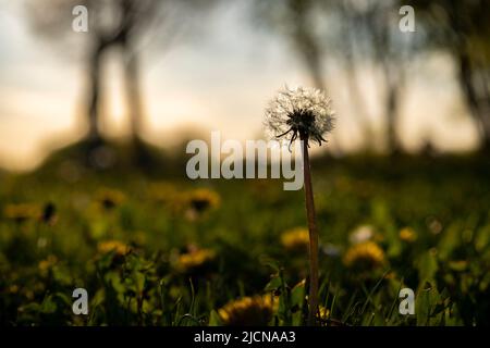 Beautiful dandelion growing in the field of Bundek lake, Zagreb city, Croatia at the start of the spring season Stock Photo