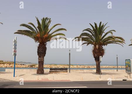 Palm trees on the Lagos promenade Stock Photo