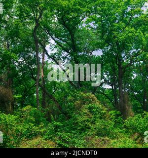 Река самур фото