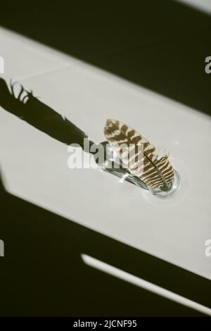 Turkey Feather on a White Background with Sharp Contrasting Shadows Stock Photo