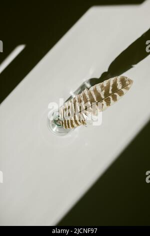 Turkey Feather on a White Background with Sharp Contrasting Shadows Stock Photo