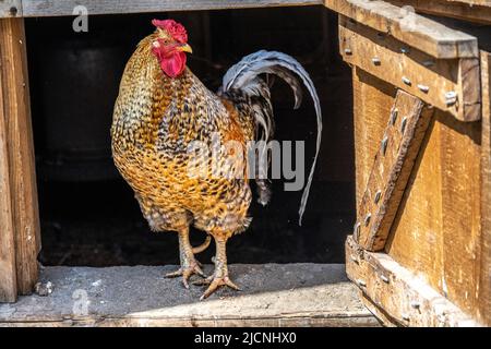 heritage Rhode Island Red rooster Stock Photo