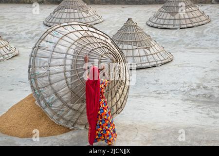 June 15, 2022, Brahmanbaria, Chittagong, Bangladesh: Worker covers mounds of rice with giant hat-shaped bamboo cones in a field in Brahmanbaria, Bangladesh after they have been dried in the scorching sun. This is a traditional method of keeping freshly collected rice protected from rain and fog after the removal of moisture. The dried rice is piled into cone shaped mounds so that it fits under the cones. Rice is the staple food of about 140 million people of Bangladesh. It provides nearly 48% of rural employment, about two-third of total calorie supply and about one-half of the total protein i Stock Photo