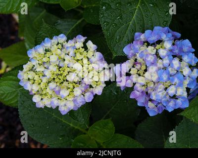 Hydrangea flowers in partial to full bloom after a rain shower in a garden in Ottawa, Ontario, Canada. Stock Photo