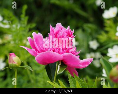 Wonderful hot pink garden peony (Paeonia lactiflora) in full bloom in late Spring in Ottawa, Ontario, Canada. Stock Photo