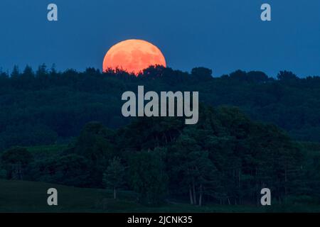 Strawberry moon full moon supermoon rising over the horizon and treetops in late evening, New Forest, Hampshire, UK, 14th June 2022. Stock Photo